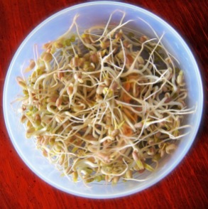 bean-sprouts-657415_960_720