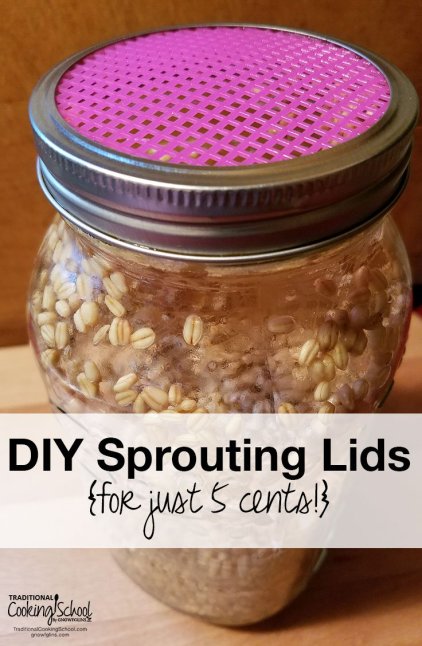 DIY-Sprouting-Lids-for-just-5-cents-Traditional-Cooking-School-GNOWFGLINS-main